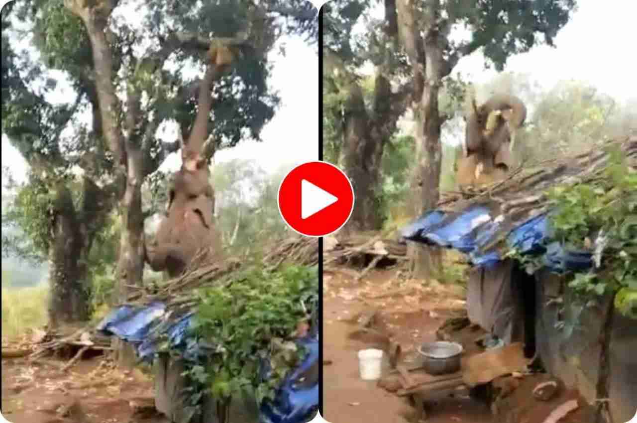 Viral Video: कटहल देख मचला हाथी का मन, पेड़ पर छलांग मार ऐसा खींचा, देख रह जाएंगे दंग