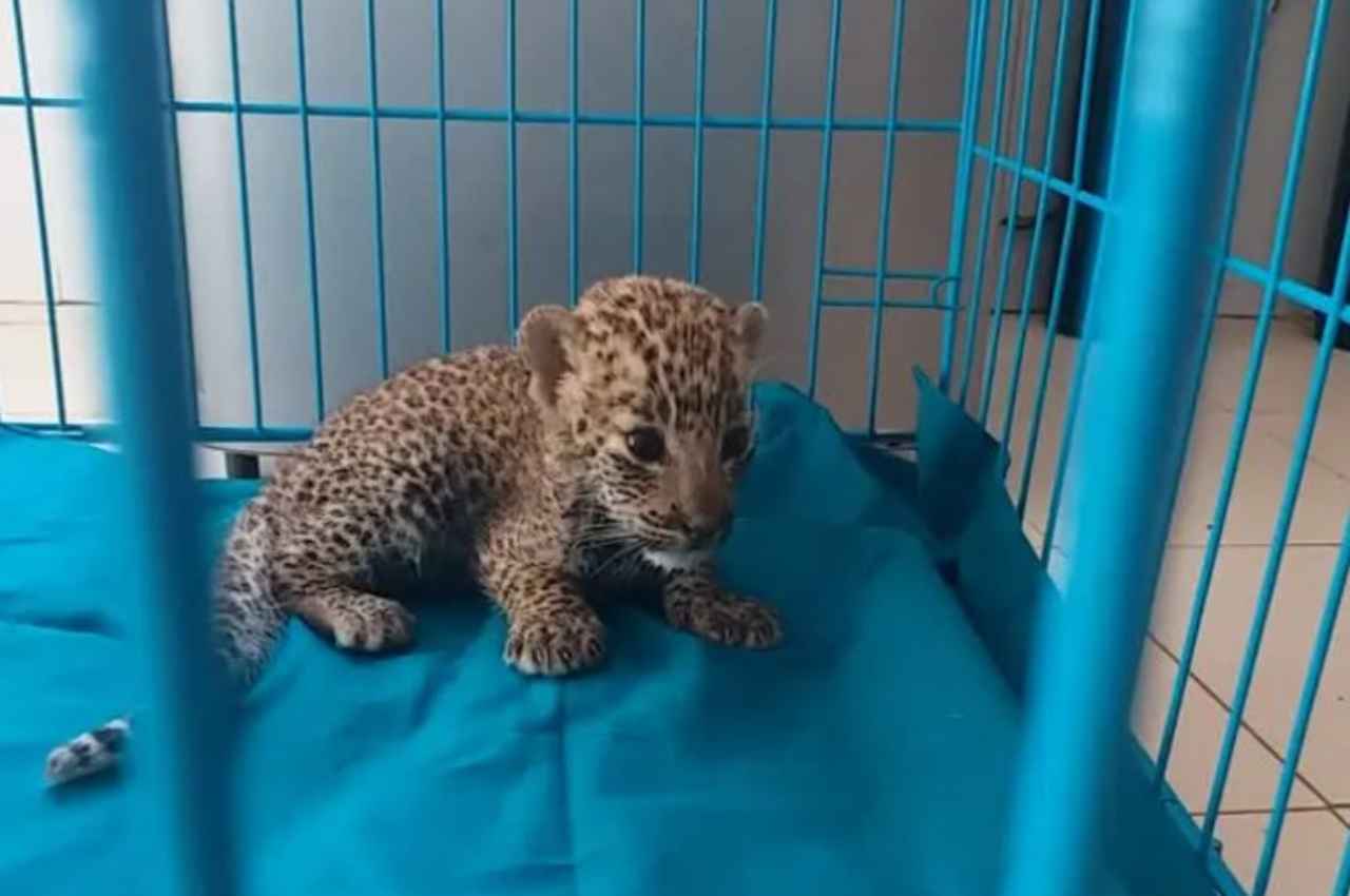 Rajasthan: नाहरगढ़ बायोलॉजिकल पार्क में 14 माह के पैंथर शिवा की मौत, कुछ दिन पहले गायब हुई थी शेरनी सृष्टि