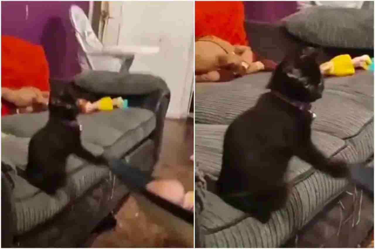 Viral Video: सोते हुए बच्चे के साथ बिल्ली करने लगी ऐसा काम, देख लोगों को नहीं हो रहा आंखों पर भरोसा