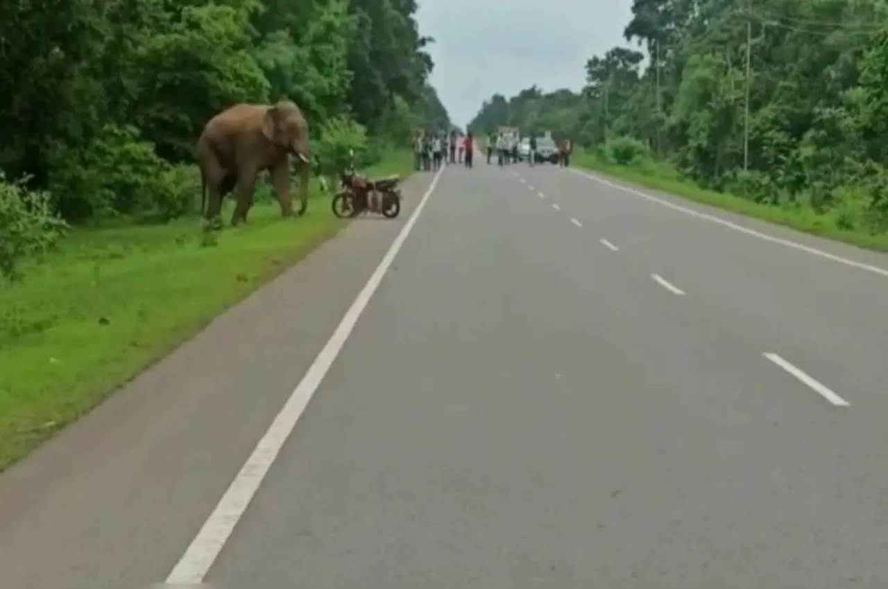 Chhattisgarh: नहीं थम रहा हाथियों का आतंक, कभी किसानों की फसल तो कभी वाहनों को पहुंचती है क्षति