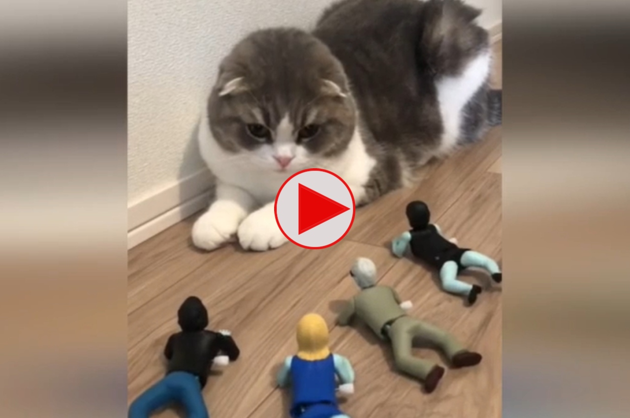 Cat Viral Video