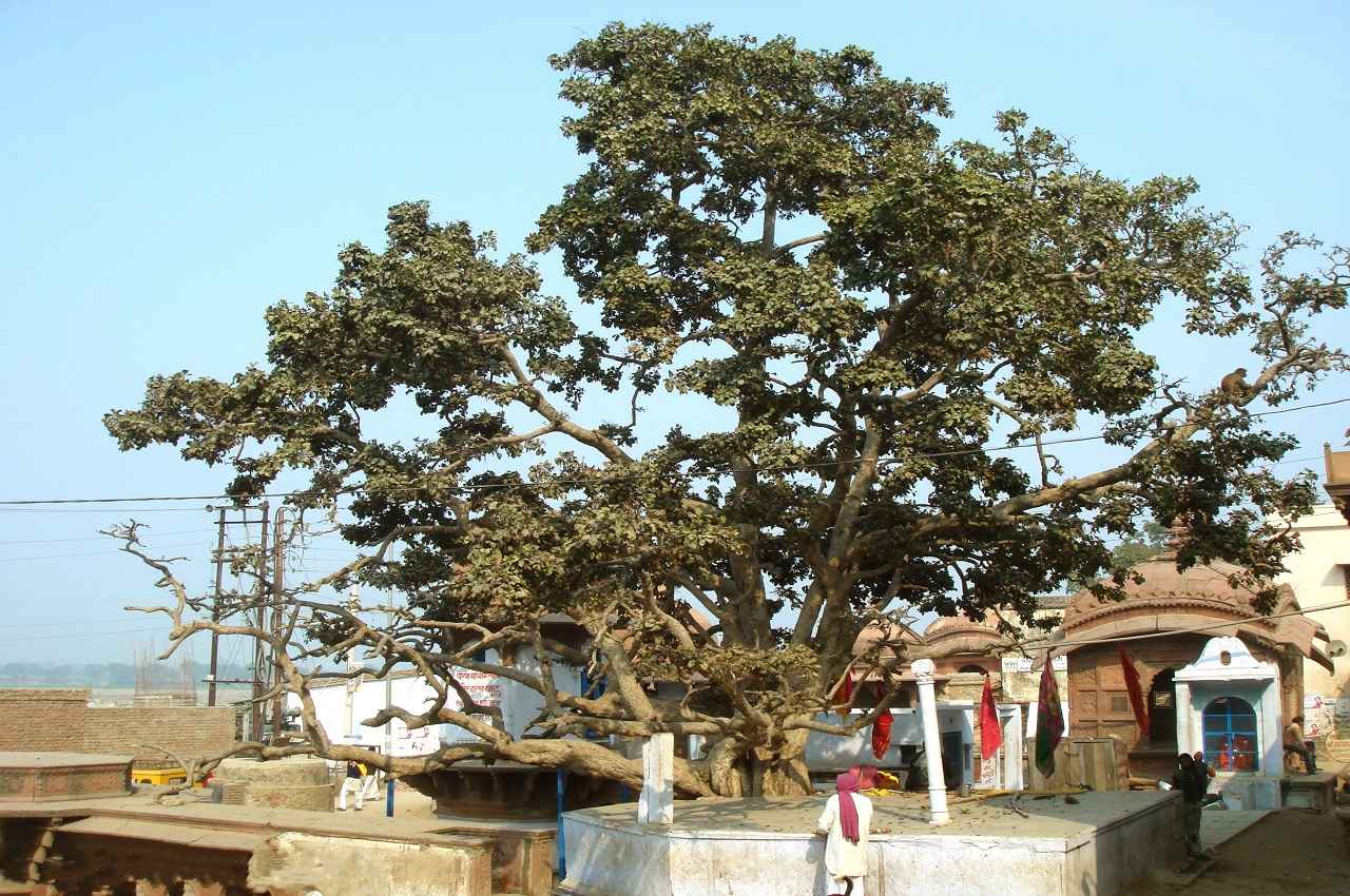 Cheer Ghat, Kadamba Tree- 4 Cheer Ghat, Kadamba Tree- 4