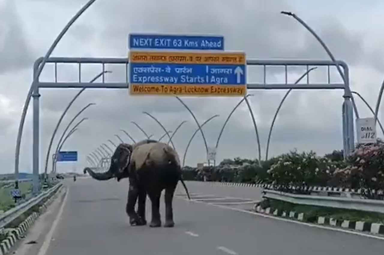 Elephant on lucknow Expressway