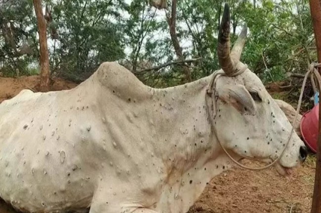 लंपी वायरस