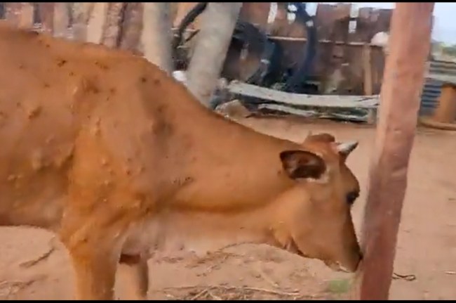 Lumpy Virus in rajasthan Lumpy skin disease