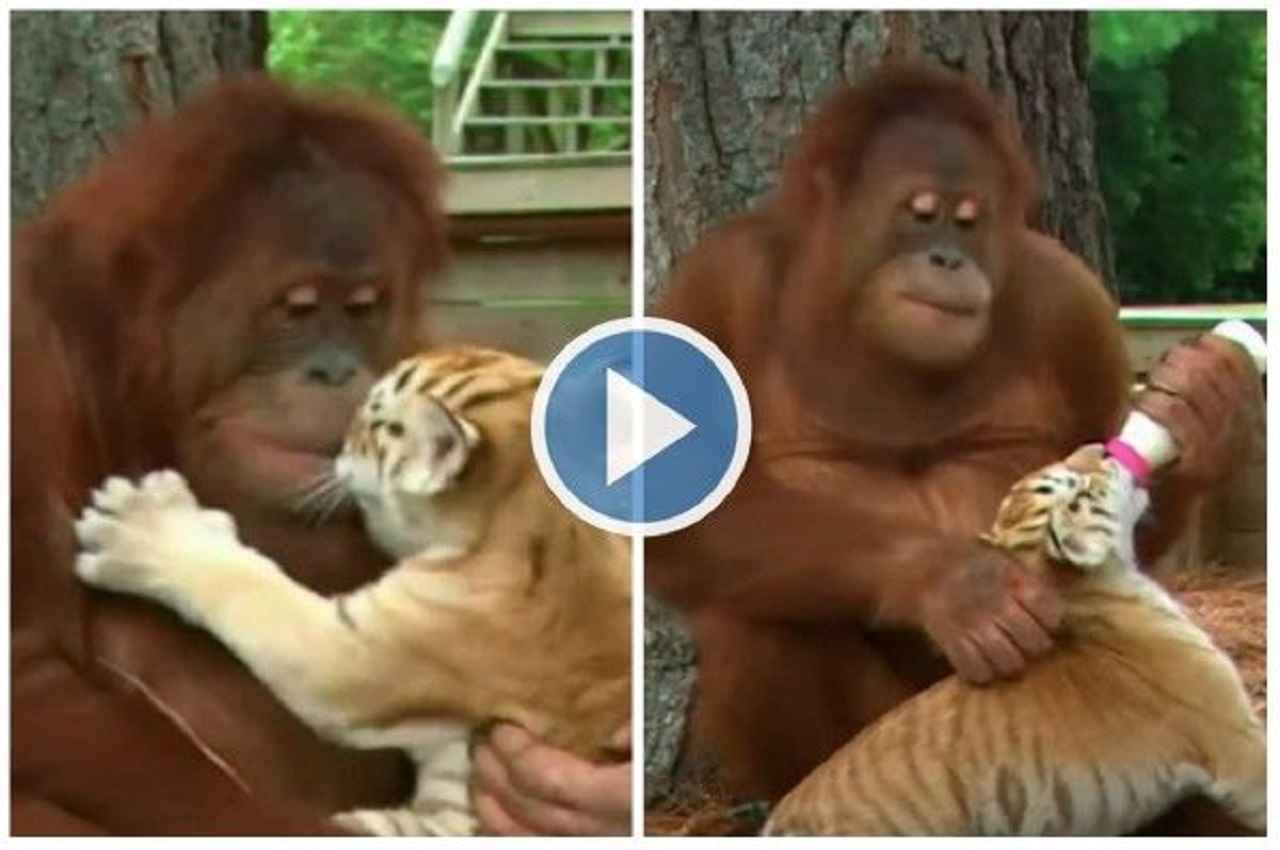 Viral Video: ओरंगुटान ने 3 प्यारे बाघ शावकों को गोद लिया, प्यार से दूध पिलाने के साथ खेलता भी है...देखें