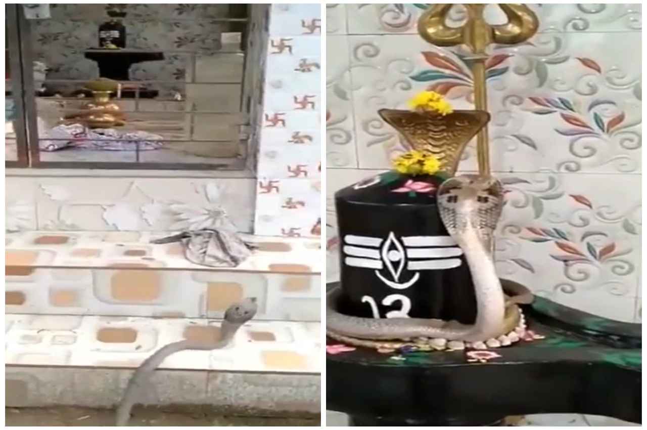 Shahjahanpur Video Viral: नागपंचमी पर शिवलिंग से आकर लिपटा नाग, मंदिर में बज उठीं घंटियां, देखें