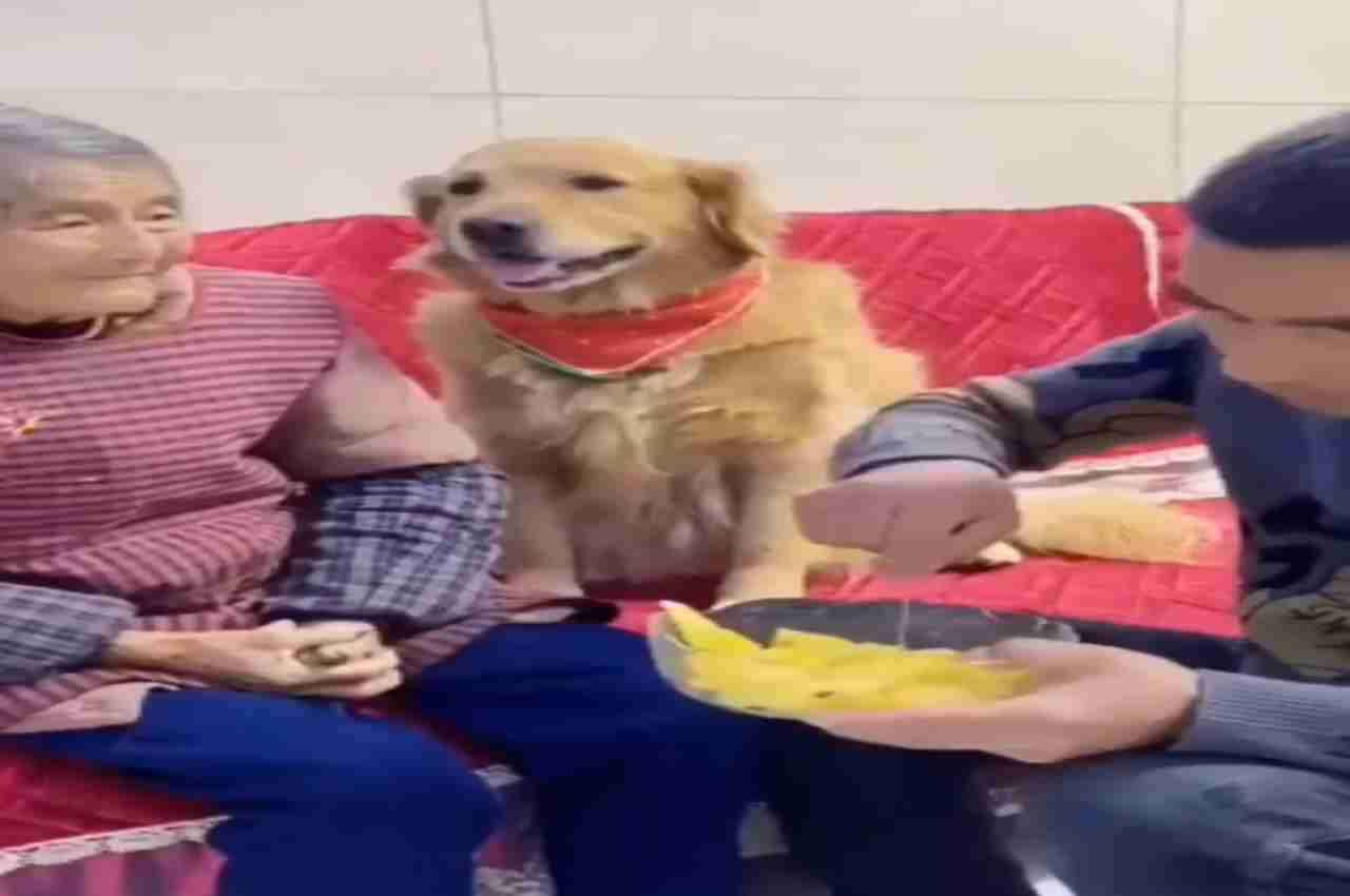 Viral Video: मालिक को कुत्ते ने सिखाया ऐसा सबक, सपने में भी याद रहेगी तमीज