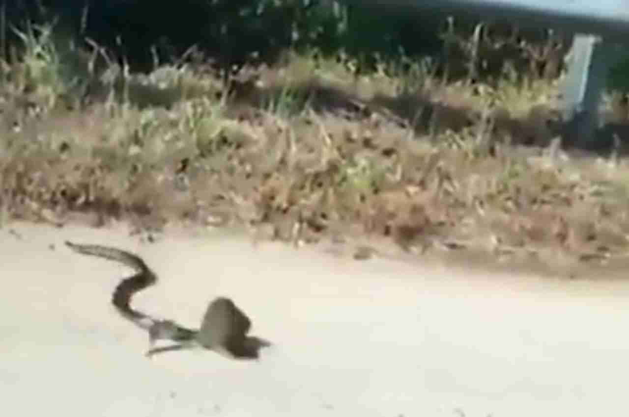 Viral Video: सांप ने चूहे के बच्चों पर किया हमला, तभी मां ने जो किया, कभी नहीं भूल पाएगा बेचारा
