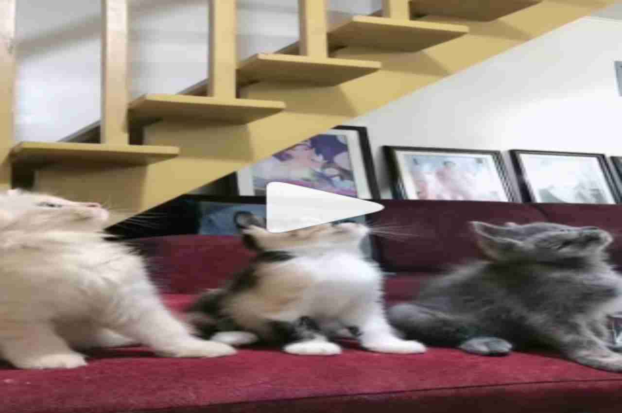 Viral Video: बिल्लियों ने सोफे पर बैठ एक साथ मिलाया ताल, वीडियो ने कर दिया सभी को हैरान