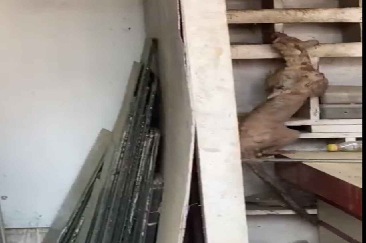 बिहार में दिखा अनोखा जानवार,  लोगों में मचा हड़कंप
