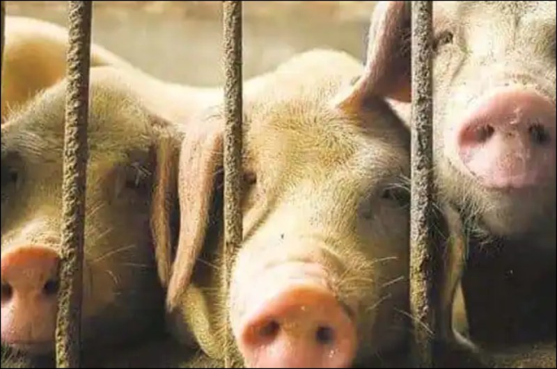 Swine Flu