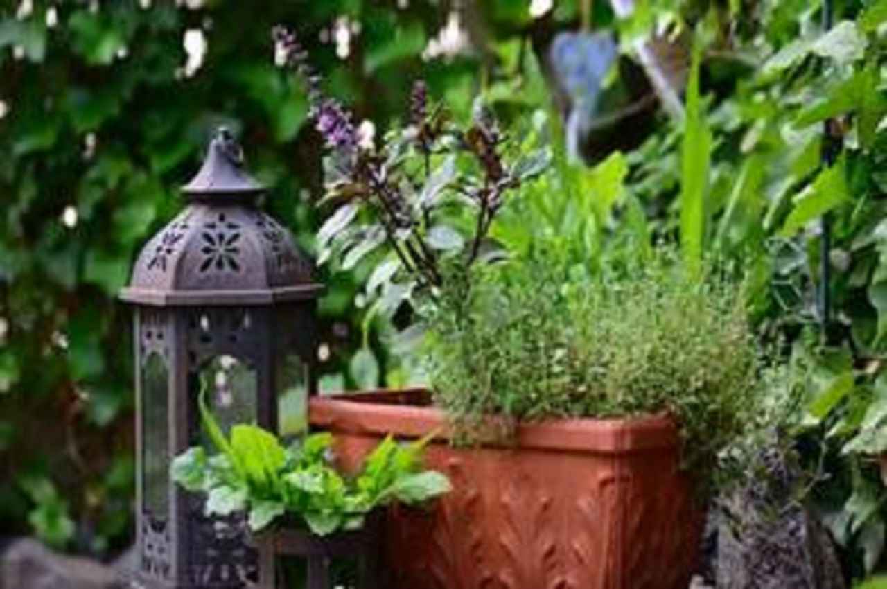 Vastu Tips: भूलकर भी  घर की छत पर न रखें ये पौधा, होता है बड़ा नुकसान