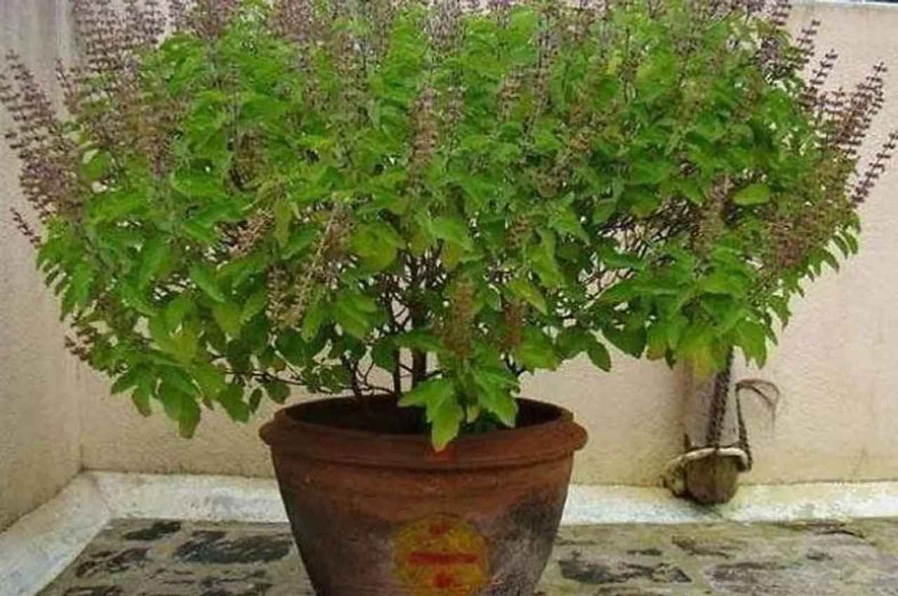 Vastu Tips: तुलसी के इन संकेतों को भूलकर भी ना करें नदरअंदाज, तुरंत करें ये उपाय