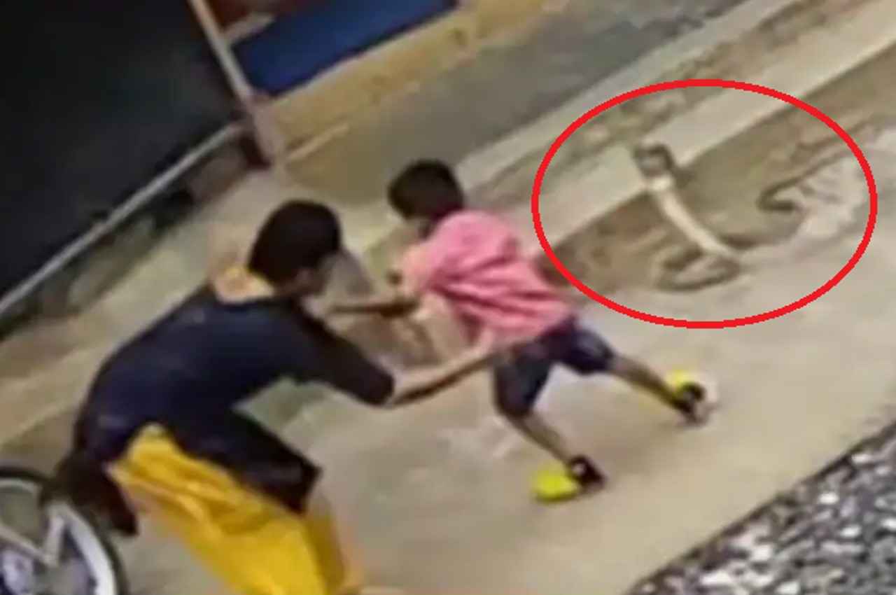 Viral video: मां ने बच्चे को कोबरा से बचाया, वीडियो देख खड़े हो जाएंगे रोंगटे