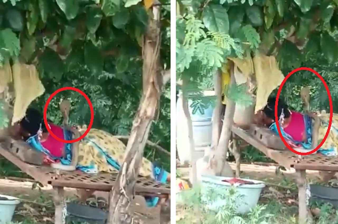 Viral Video: खाट पर लेटी महिला के ऊपर पड़ा था कोबरा, वीडियो देखकर सिहर जाएंगे आप