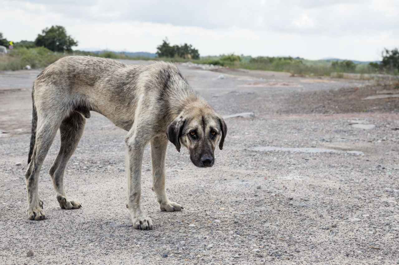 dog (1)