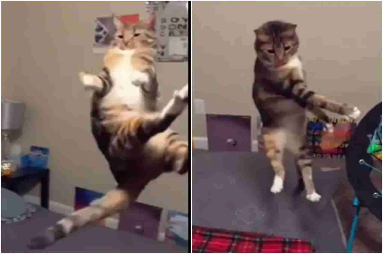 Viral Video: बिल्ली बनी Flying Cat, वीडियो देख रह जाएंगे हक्का-बक्का