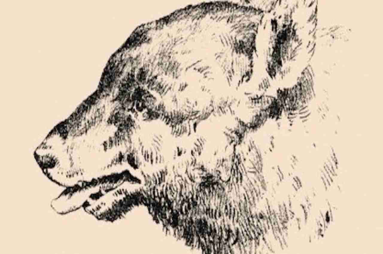 Optical Illusion: इस भालू की तस्वीर में छिपा है इंसानी चेहरा, 20 सेकंड में खोज निकाले तो कहलाएंगे 'जीनियस'