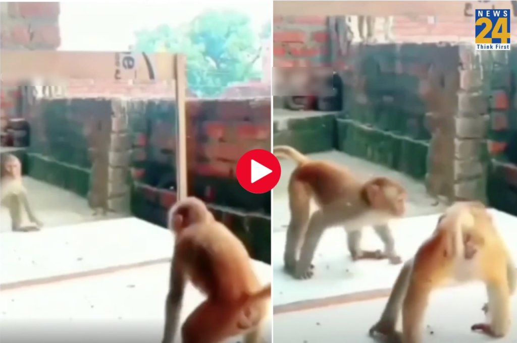Funny monkey viral video News in Hindi: हिंदी Funny monkey viral video  News, Photos, Videos