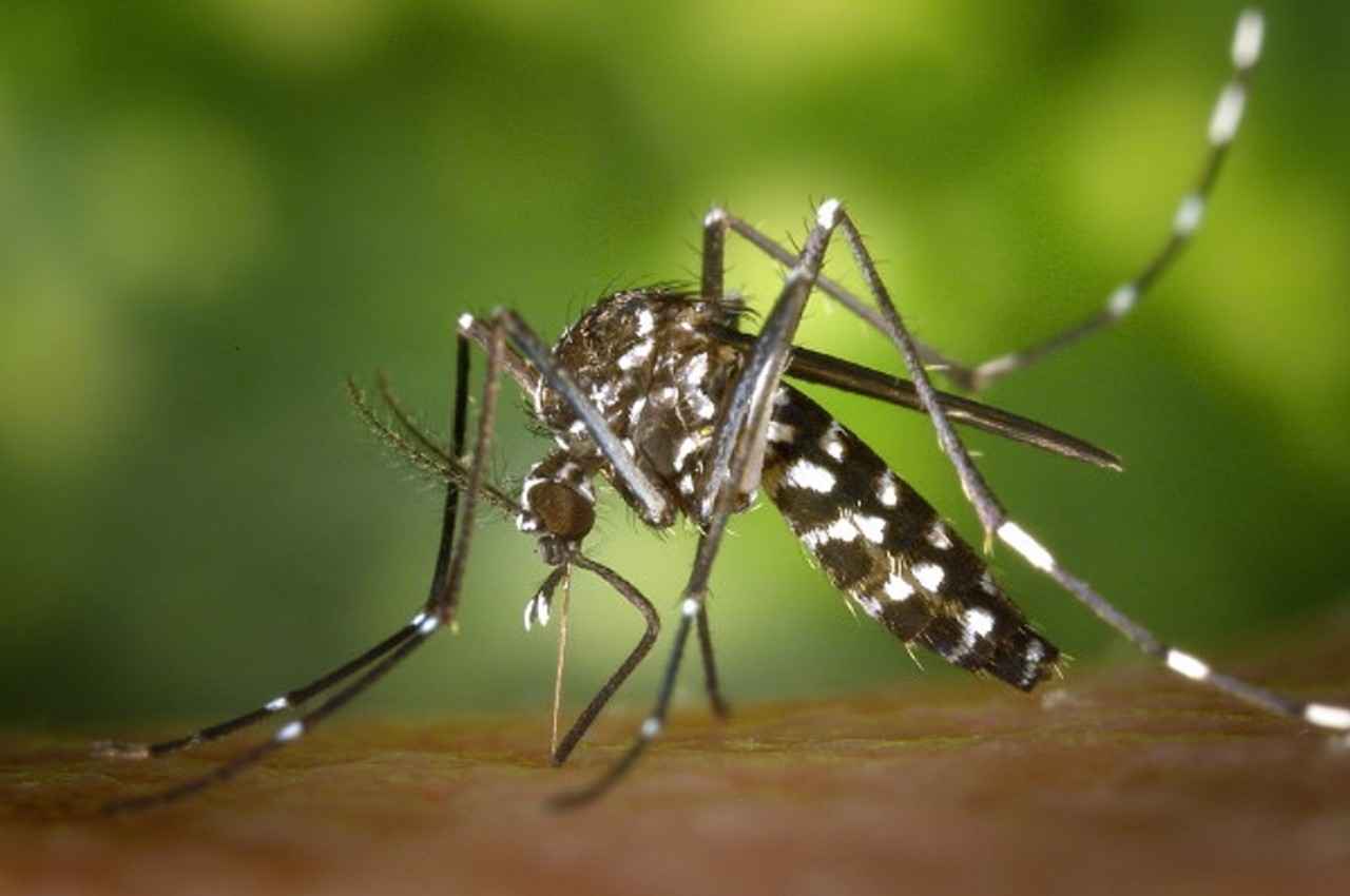 Japanese Encephalitis: जापानी इंसेफेलाइटिस ने असम में 60 दिनों में 85 लोगों की हुई मौत