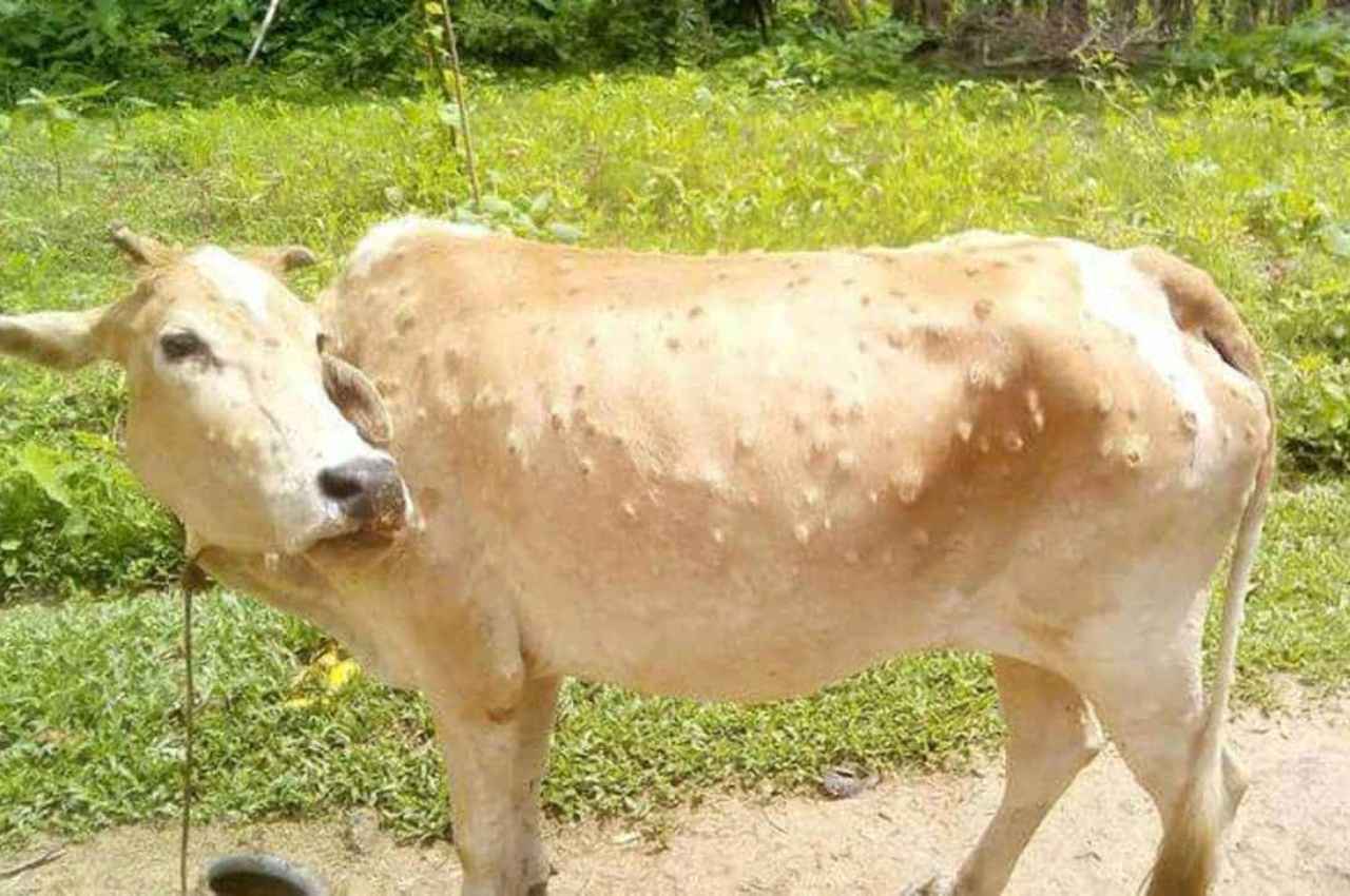 Rajasthan: गायों में फैल रहा लंपी स्किन रोग, अब तक 6 जिलों में 1200 से ज्यादा गायों की मौत