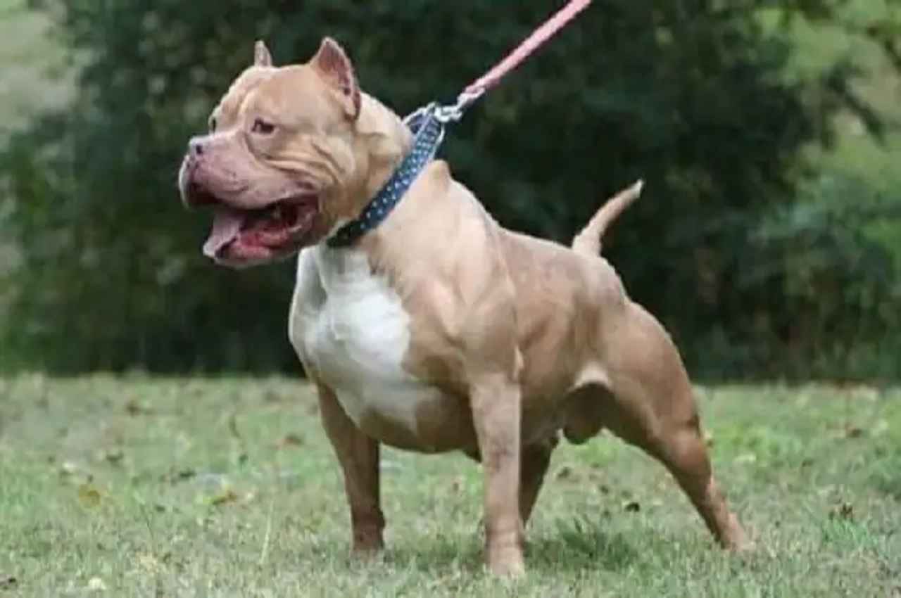 pitbull Meerut
