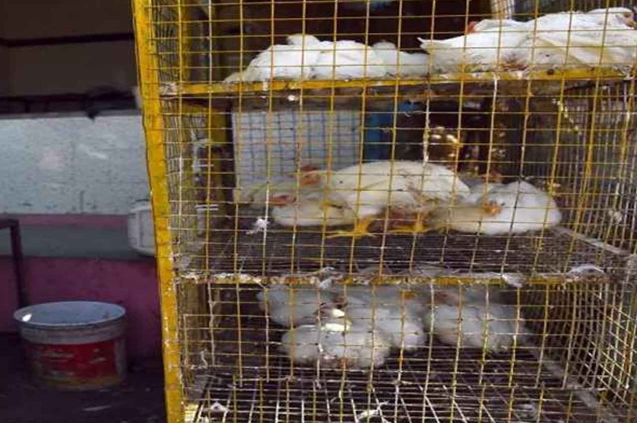slaughter house ban