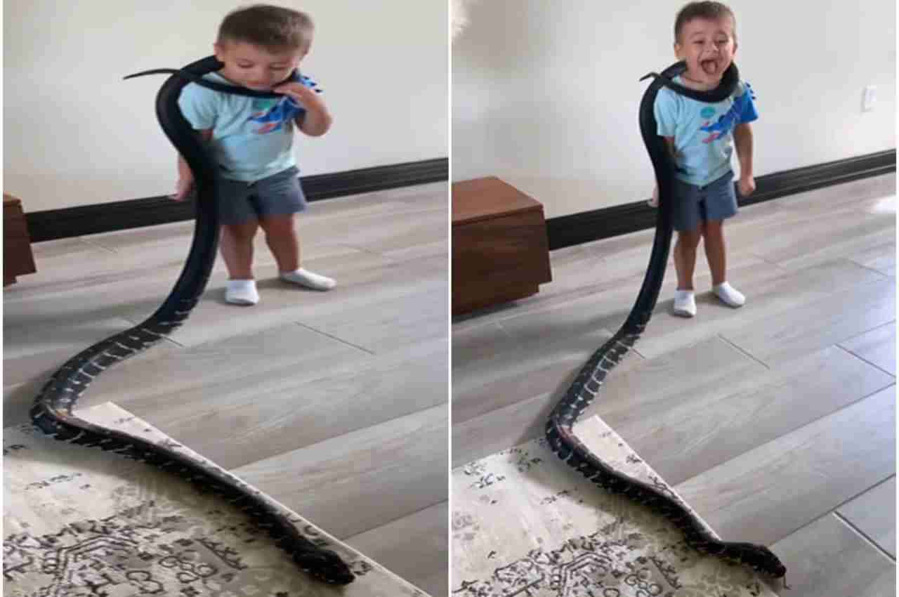 snakes
