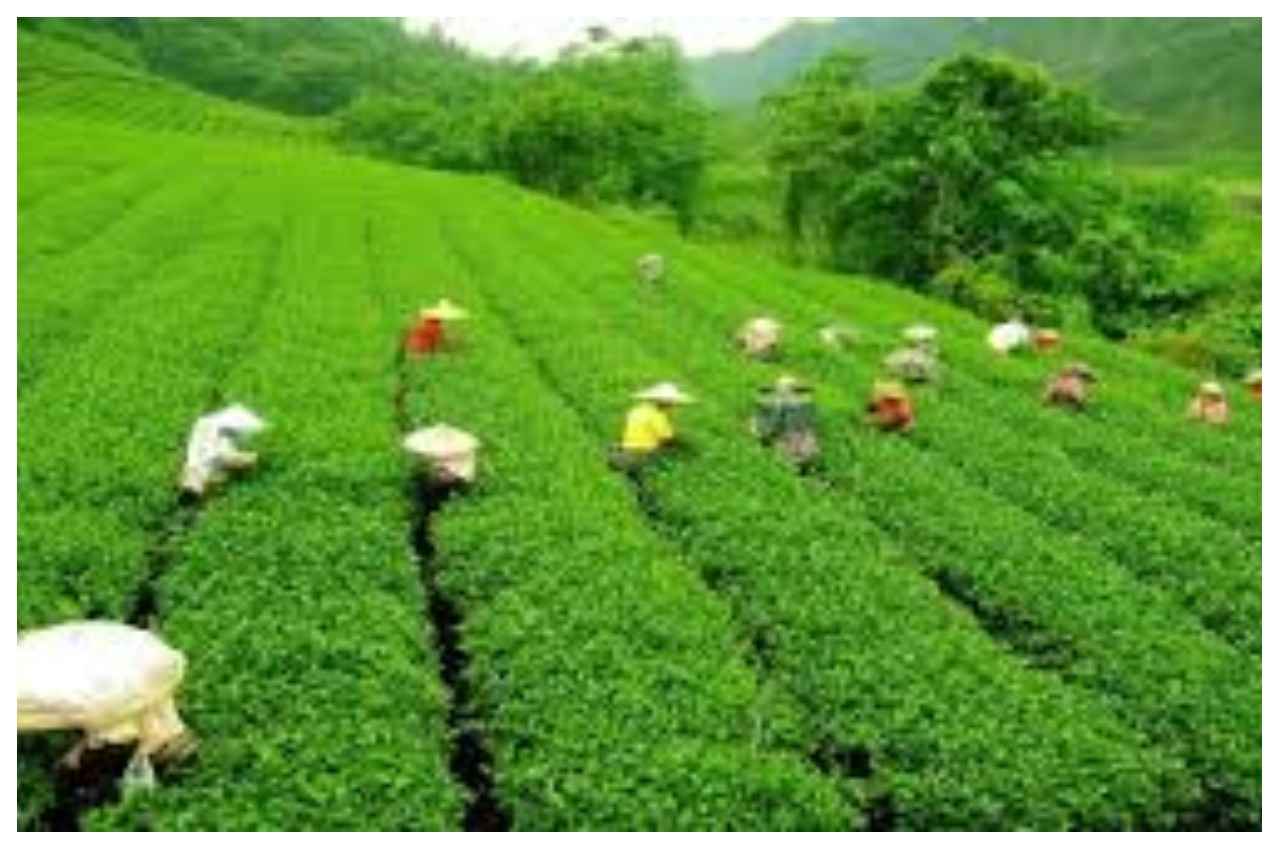 tea f