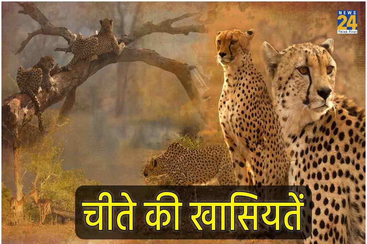 Cheetah in India: सिर्फ 20 सेकेंड... और शिकार का काम तमाम, जानें और क्या हैं चीते की खासियतें