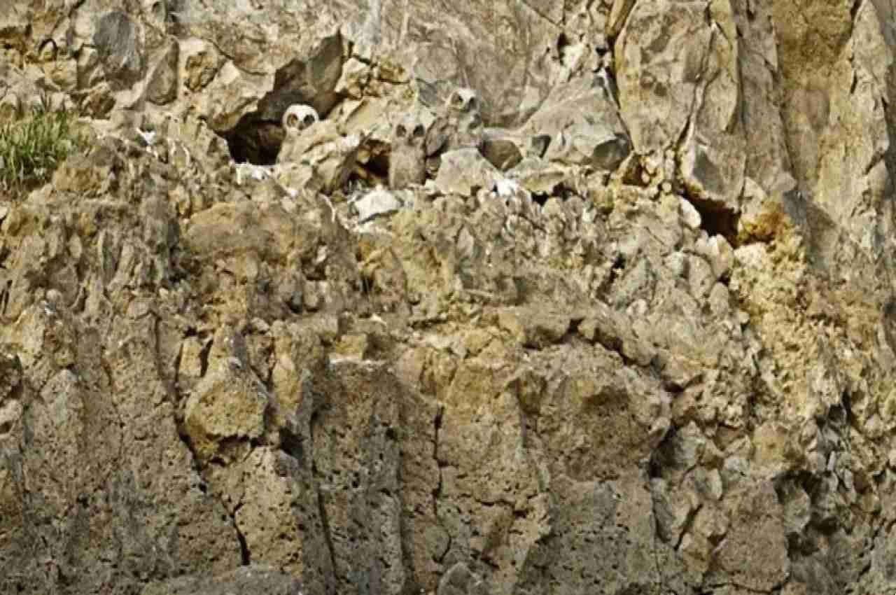 Optical illusion: तस्वीर में नजर के ठीक सामने ही बैठे हैं तीन उल्लू, आपको दिखे क्या?