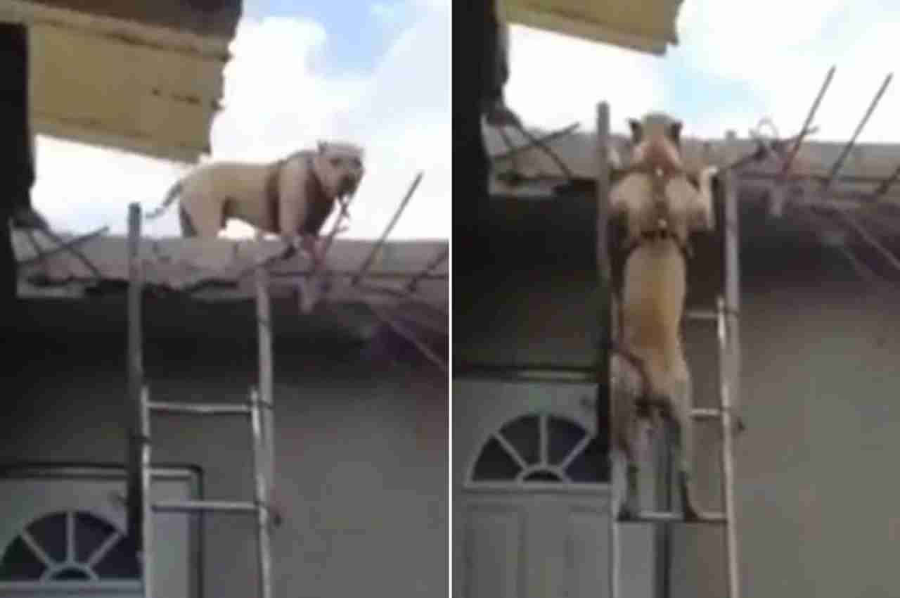 Viral Video: कुत्ते ने लगाया दिमाग, सीढ़ी से ऐसे उतरा, लोग कंट्रोल नहीं कर पा रहे हंसी