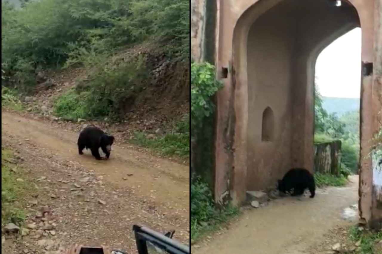 Rajasthan: रणथंभौर नेशनल पार्क में एक भालू पॉलीथीन खाता हुआ दिखा, मैंनेजमेंट की खुली पोल