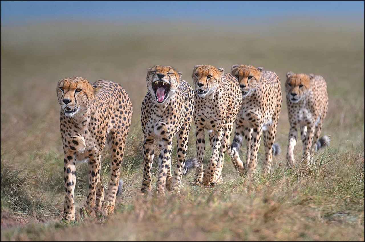 Cheetah in India: चीतों के भारत से विलुप्त होने से लेकर नामीबिया से वापिस आने तक, यहां जानें A से Z तक सब कुछ