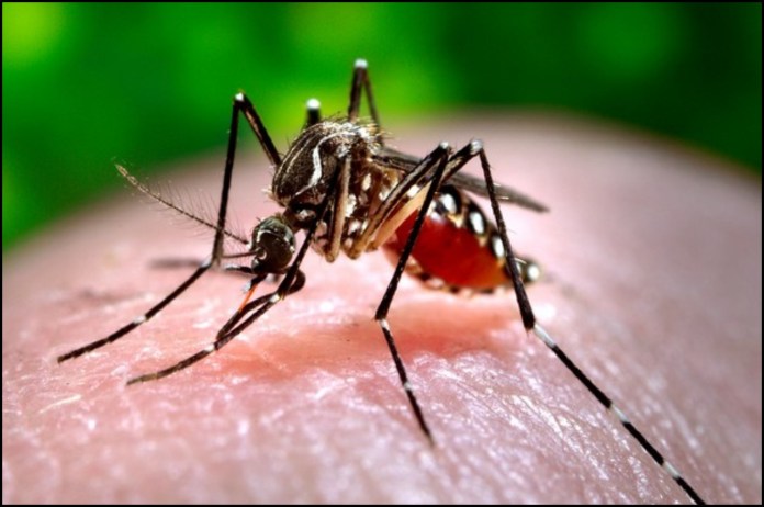 Dengue in Uttarakhand