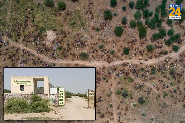 Lumpy virus havoc in Bikaner