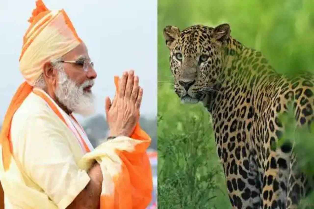 MP: कूनो अभ्यराण्य में आ सकते हैं चीते, पीएम मोदी के हाथों हो सकता है परियोजना के शुभारंभ