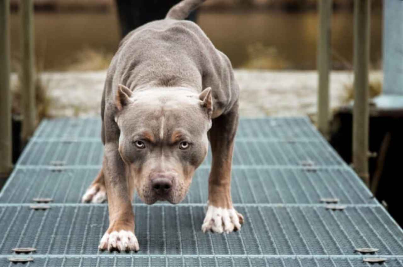 Pitbull (2)