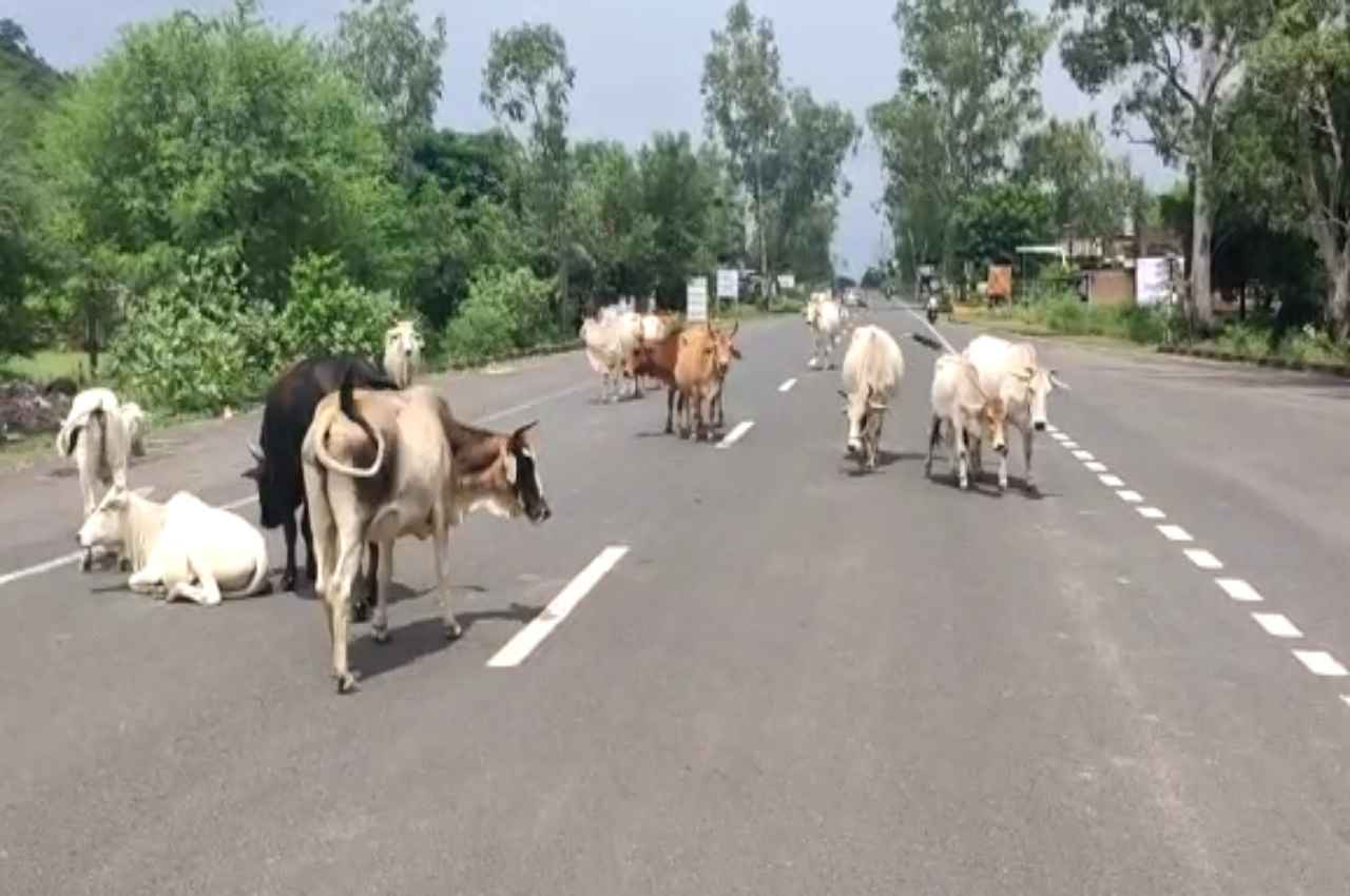 MP: आवारा गौवंश बन रहे मुसीबत, जिला प्रशासन ने जारी किया ये समाधान