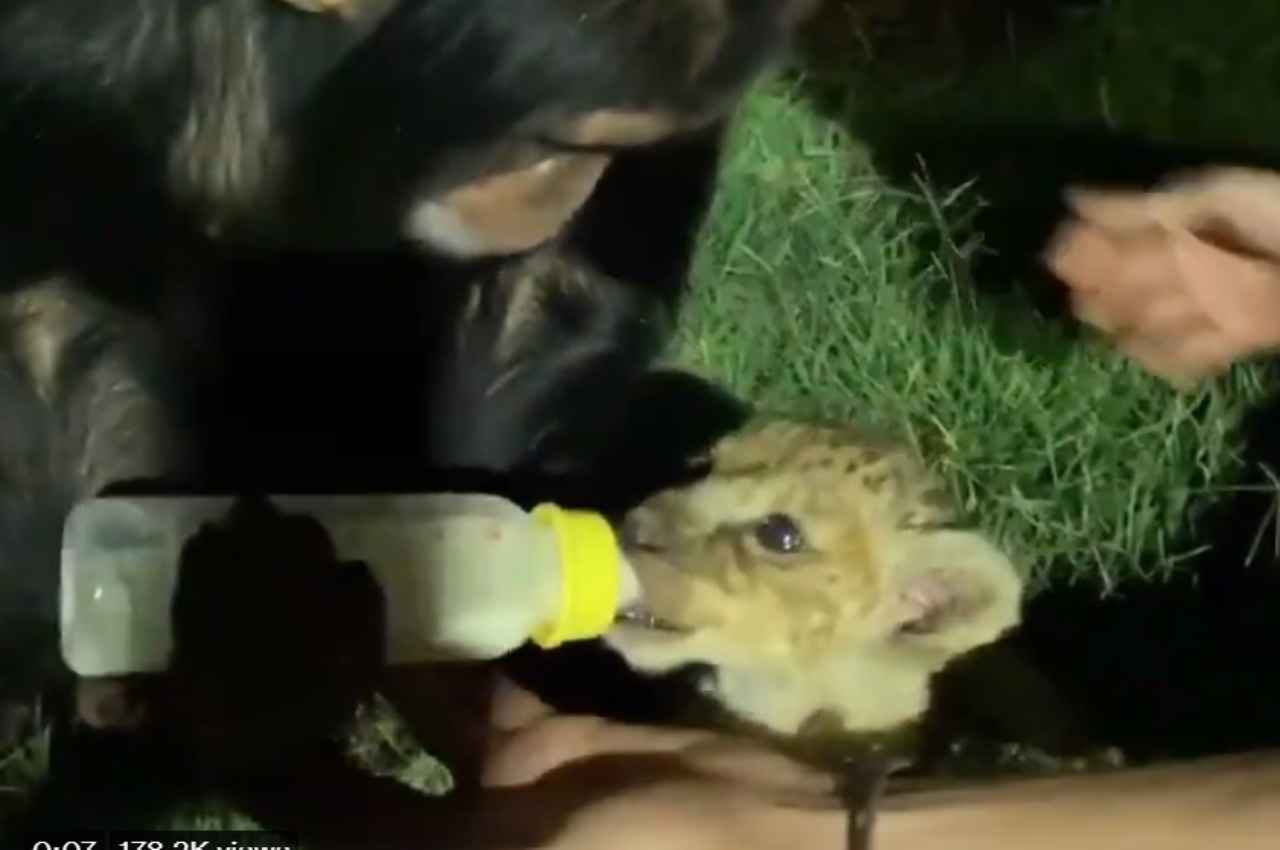 भूखे शेरनी के बच्चे को  चिंपाजी ने पिलाया दूध, वीडियो देख हो जाएंगे भावुक