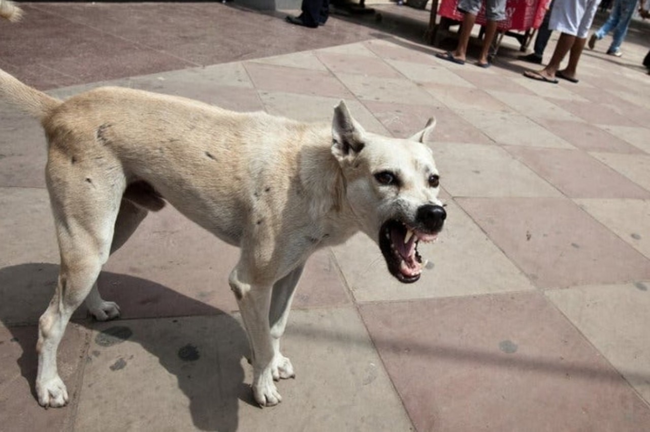 kerala dog attack,kerala stray dogs attack,dogs attacks,dog attacks,kerala news,kannur