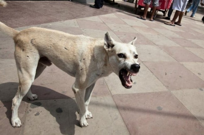 dog attack kerala dog attack,kerala stray dogs attack,dogs attacks,dog attacks,kerala news,kannur