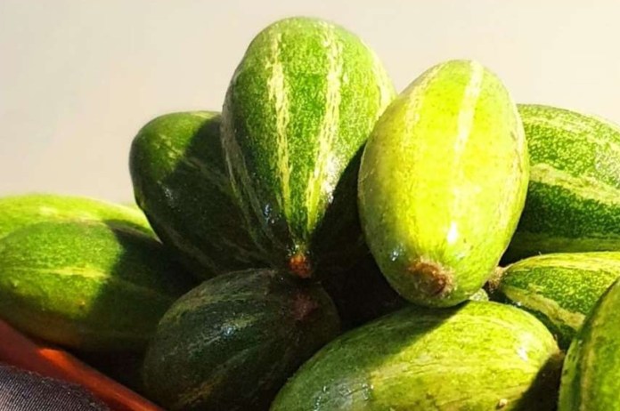 Pointed Gourd Benefits in hindi