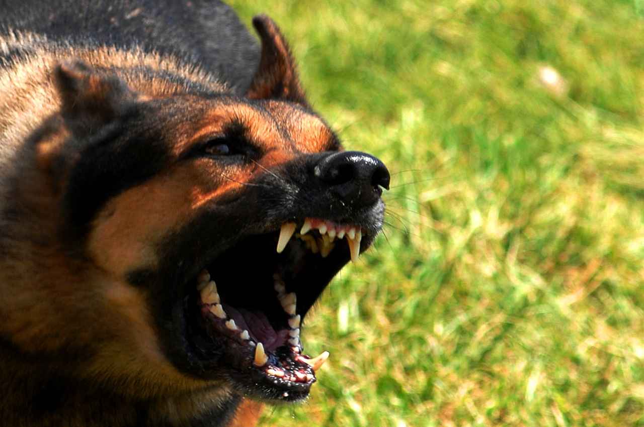 angry dog angry dog