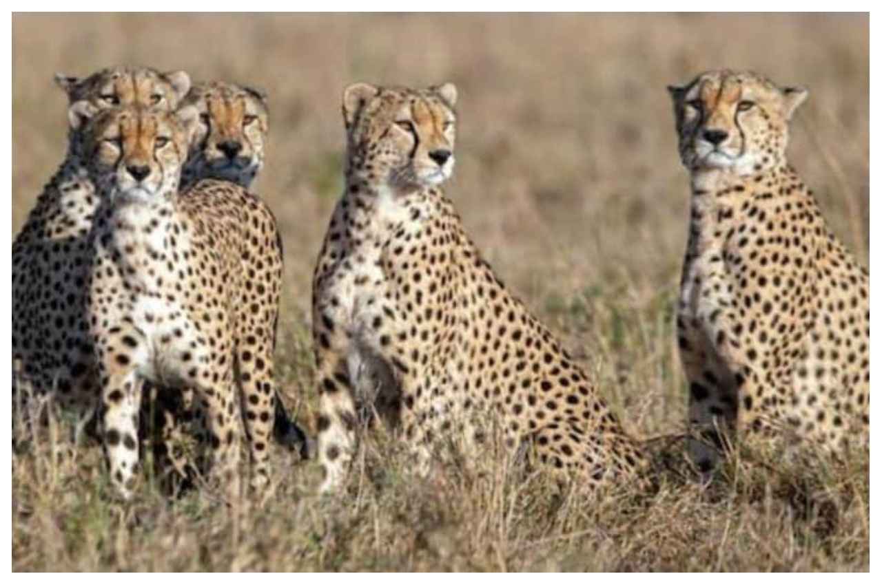Cheetah of Namibia: 16 घंटे का सफर कर बिना रुके नामीबिया से भारत आएंगे चीते