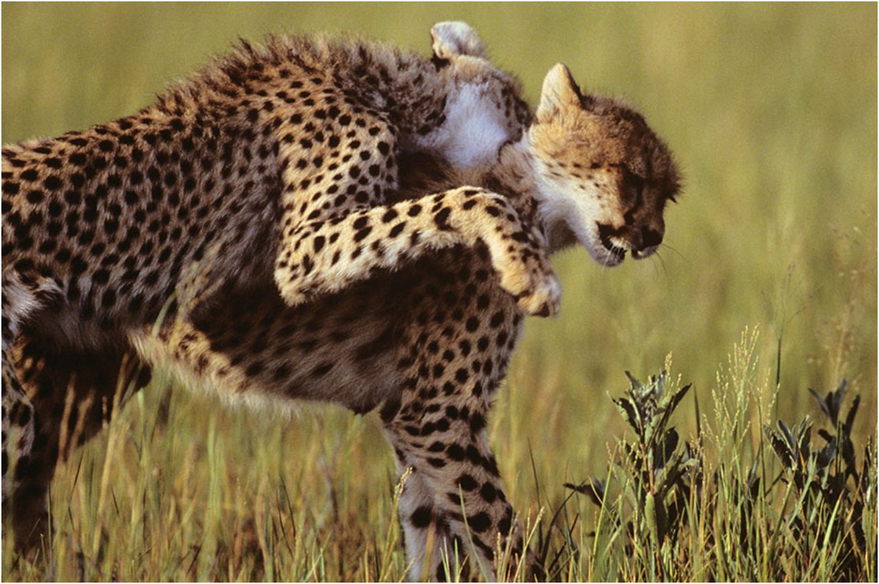 cheetah breeding