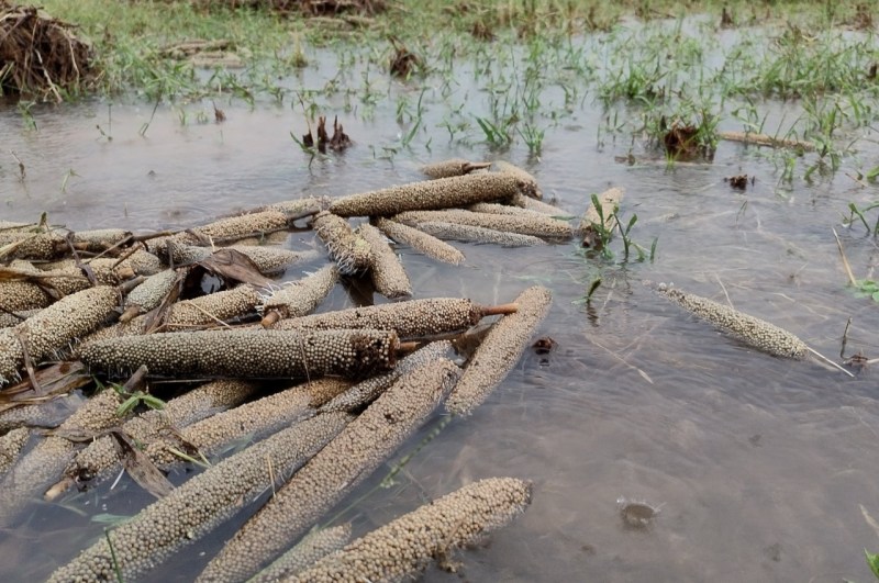 crops damaged due to heavy rain