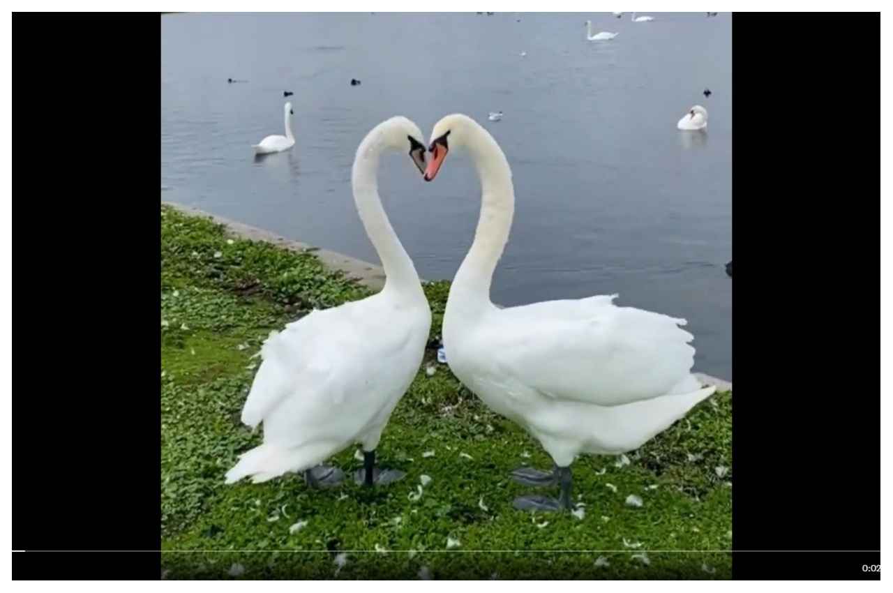 Viral Video:  Swans ने नाचते हुए बनाई 'दिल' की आकृति, जमकर प्यार लुटा रहे लोग 