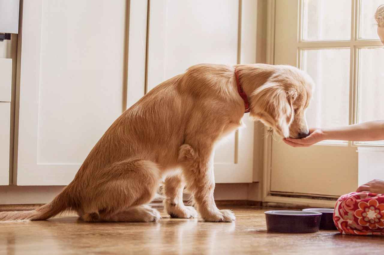 dog (2)